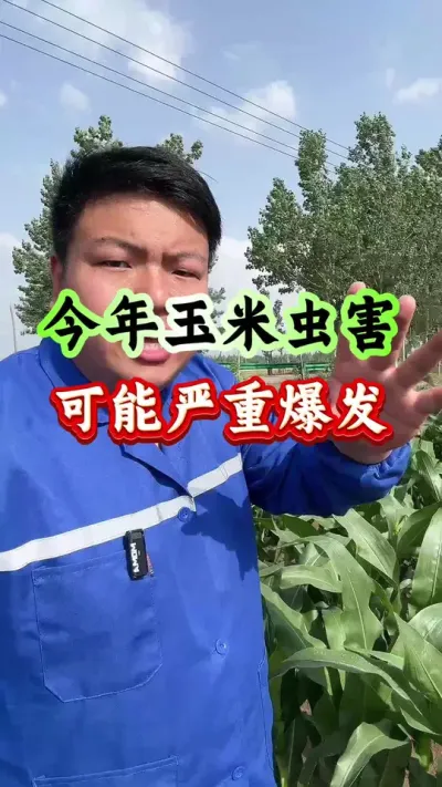 今年玉米虫害，可能会严重爆发！ #农业种植 #玉米种植 #玉米虫害 #种植小技巧