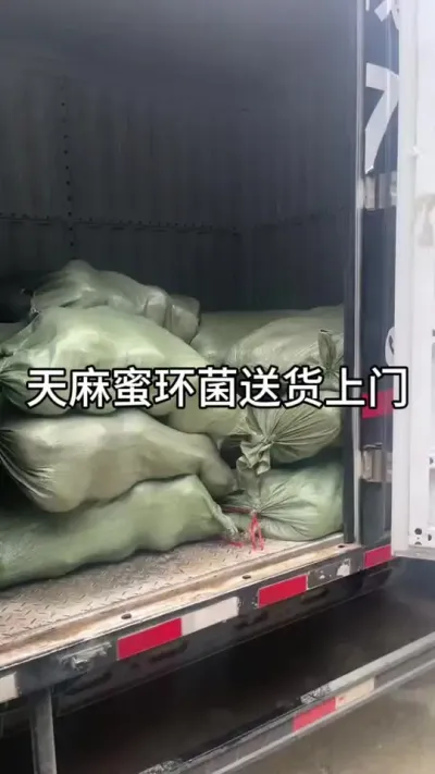 ۻͻ #ũ #ۻ#ݪֲ@С