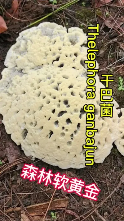 ɰ;ҰĶɭƽ #ĢĿ #ζĢ #Ȼ