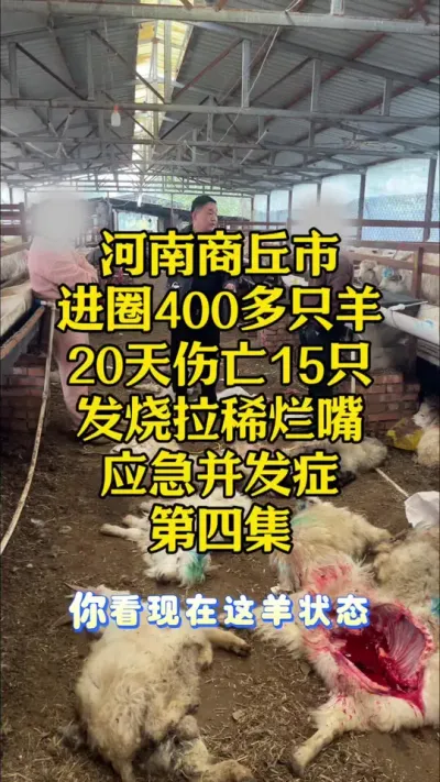 #羊应急并发症 #绒山羊 #胸膜肺炎