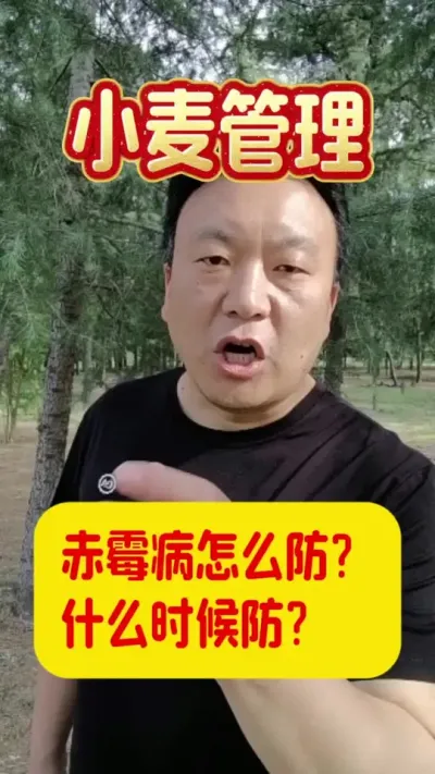 赤霉病怎么防？什么时候防？#小麦赤霉病防治