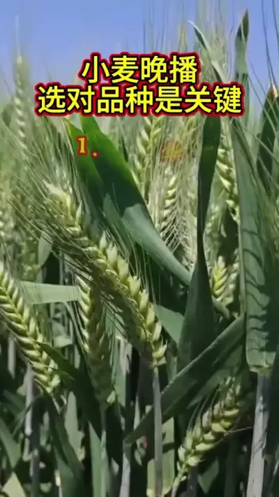 СѡƷҪ⼸ǿʺİ붬Ʒǹעղѡӵʱ䰡һο#ũ#ũ#ݪֲ#DOU #ũ