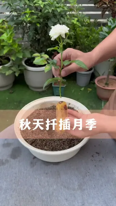 Ǥ¼Ҫ#¼ #ֲ #С֪ʶ