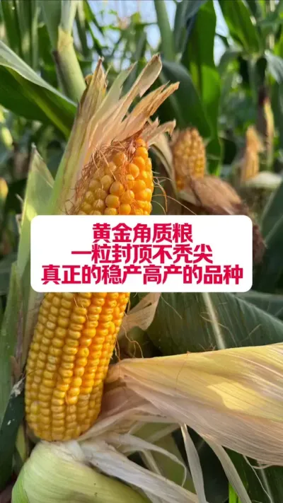 ũ87ƽһⶥͺ⣡ #ݪֲ #ũũ #Яũ #ǿƼ