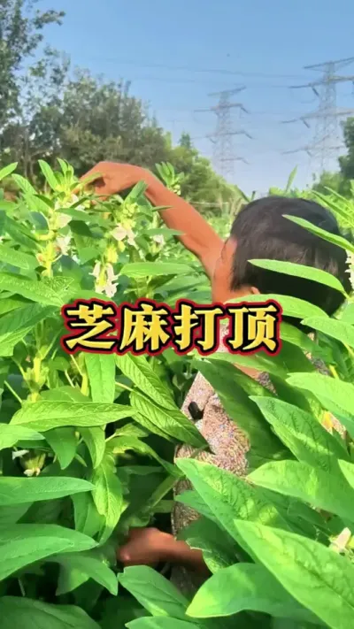 Ҫ֥鳤ı֥ٲ#ũ #֥ #߲ #ݪֲС #עһѧֲ @С @DOU+С @DOU+