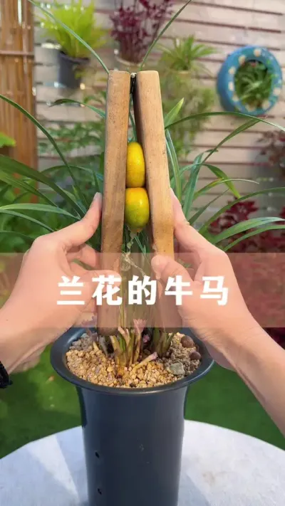 ȱЩ“ţ”ĺ# #ֲ #С֪ʶ