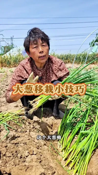 你的大葱种了吗#三农 #大葱 #大葱种植 #蔬菜种植 #蔬菜杨大姐 @抖音创作小助手 @DOU+小助手 @DOU+上热门