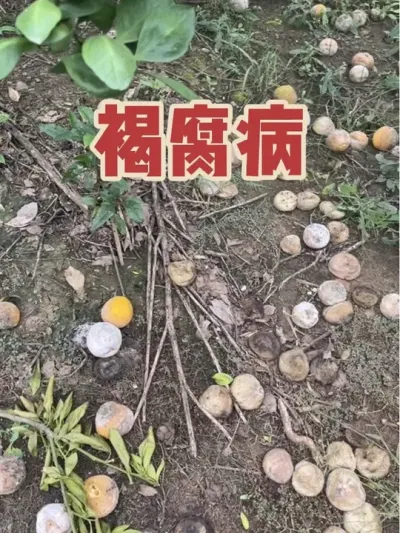 #ũ #ũũ # #ũ #ũùָڷҪ죺1.ҩԹʵ桢ŵȳҩʹϩ˪顢Ѵɭ޻ͭҩʵʱ幵ʪʩʯ