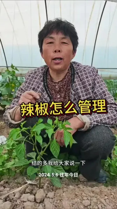 辣椒如果秧苗特别小的话第一个门椒不建议留#三农#辣椒管理#蔬菜种植#蔬菜杨大姐#辣椒@DOU+小助手 @抖音创作小助手 @DOU+上热门