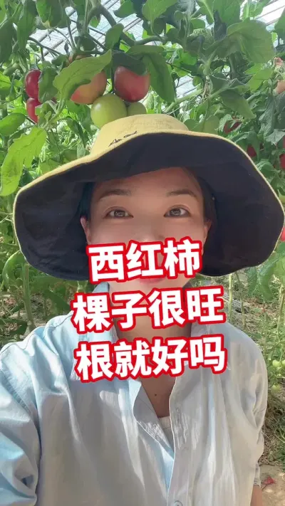 #西红柿种植 #记录我的种植生活 #大棚种植  点个关注 互相学习吧@抖音小助手