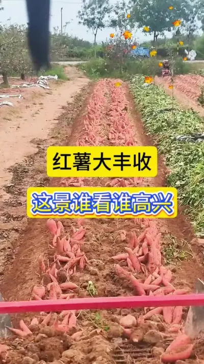 ǺĴ˭˶˷ΪͶũޣ#ũҵݪֲ # # #ݪֲ #ũҵݪֲ