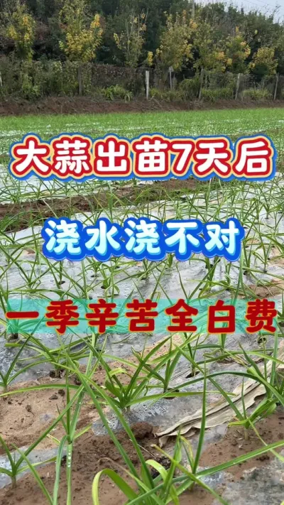 罽ˮһȫ״#ݪֲ #⽽ˮ #߲