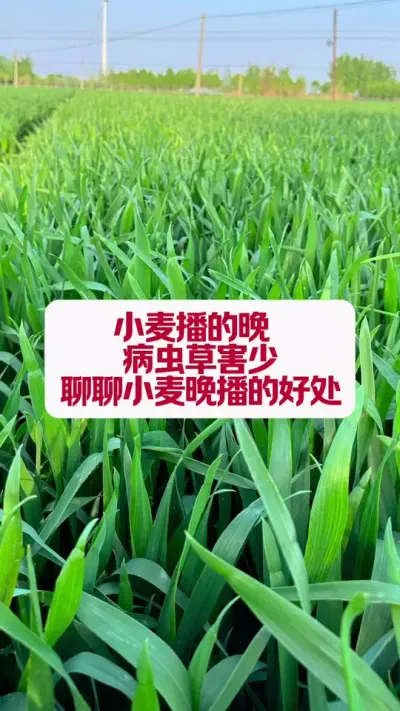 СЩ #ִũҵݪֲ #ݪֲС #ũ֧ũ #ũ #ũҵݪֲ