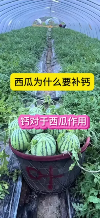 #ũҵƹ #ũҵݪֲ #ũҵ