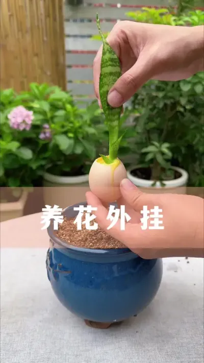 �ѻ����ɾ��ް�#������ֲ #����С֪ʶ #������������