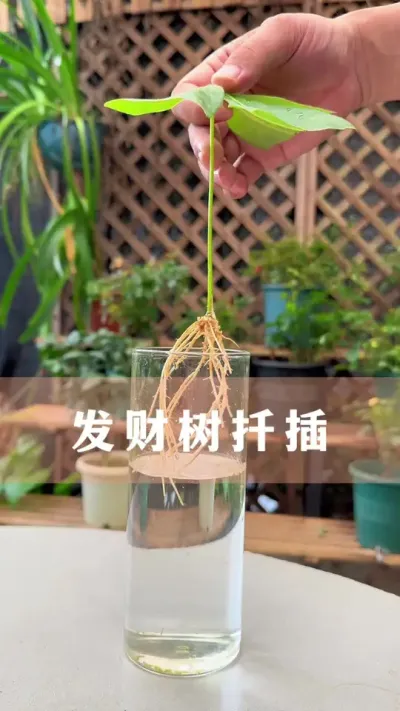 ���Ǥ��Ҫ��#��� #������ֲ #����С֪ʶ #������������