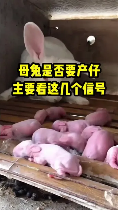 ĸǷҪҪ⼸ź ##ֳ##