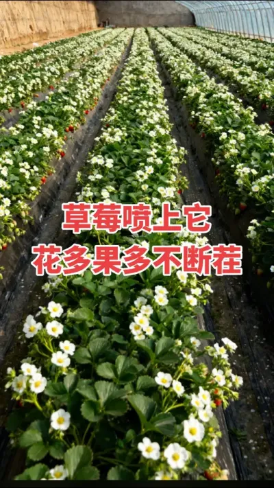 ݮһŻ#ѿֽ#ũ#ݮ#