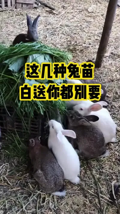 这几种兔苗，白送你都别要#抖音三农#养殖#养兔