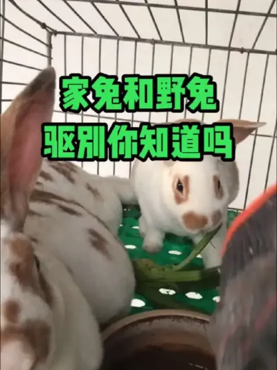 家兔和野兔的，区别你知道吗#抖音三农#养兔#养殖