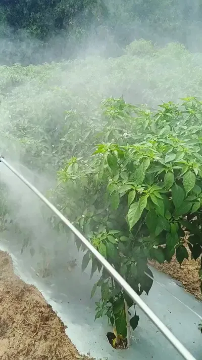 #ũ #ũҵݪֲ #ũݪֲ #ݪֲС #?