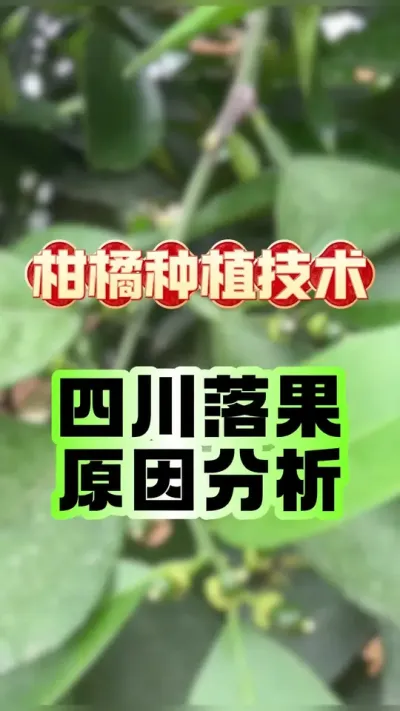 #dou上热门 四川地区柑橘落果严重原因分析 #柑橘种植 #爱媛38号果冻橙 #砂糖橘 #落果