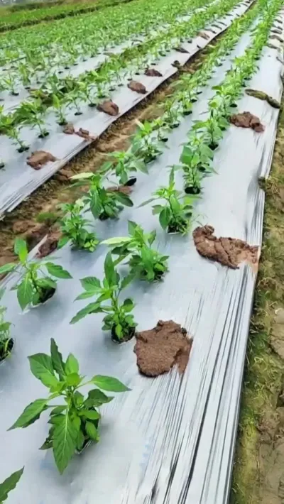 #辣椒种植管理技术 #三农 #农业种植