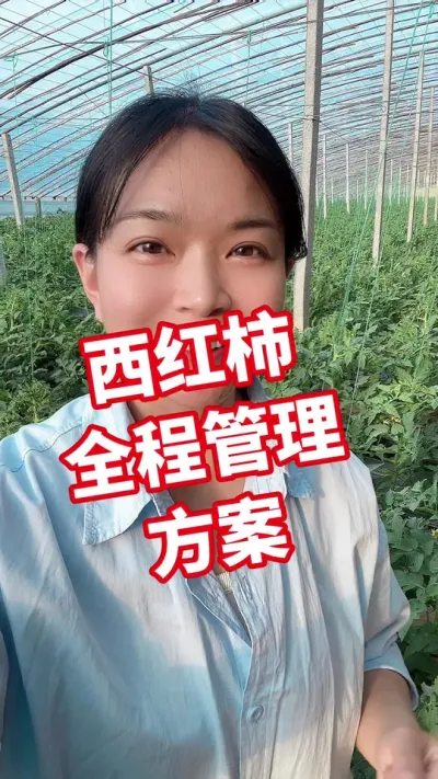 #西红柿种植 #记录我的种植生活 #大棚种植 点个关注 互相学习吧@抖音小助手
