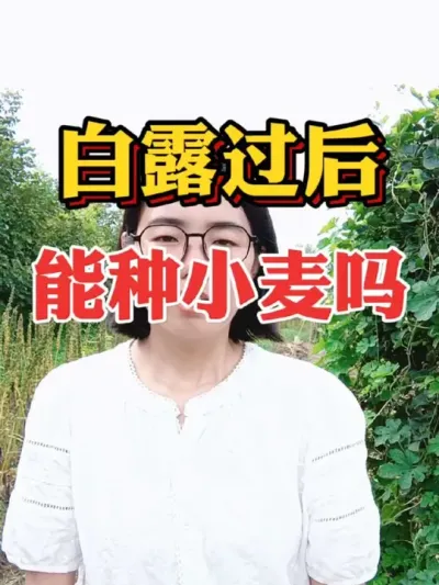 ¶ºССʲôʱ䲥ֺ#ũҵݪֲ #ũ #С #Сݪֲʱ #2025ũ