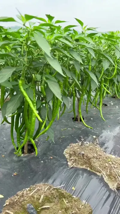 #ũ #ũҵݪֲ #ũݪֲ