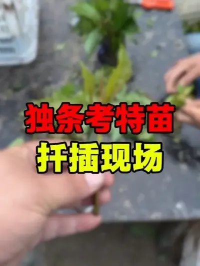 ľǤֳ #ӣľ#ӣҼ޽#ľ#Ӵӣ