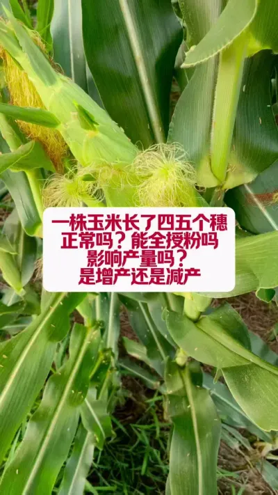 һ׶߲ #ũҵݪֲ #ݪֲ #ũũ #ũ