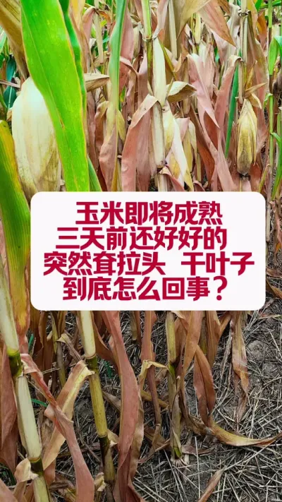 ͷҶô #ũ #ũҵ֪ʶ #עũ