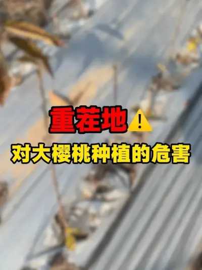 زִӣ #ز #ݪֲ#ӣ #Ӵӣ