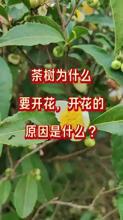 #ŻԵԭЩ #Ż #ﶬ԰Ҫ#ݪֲ