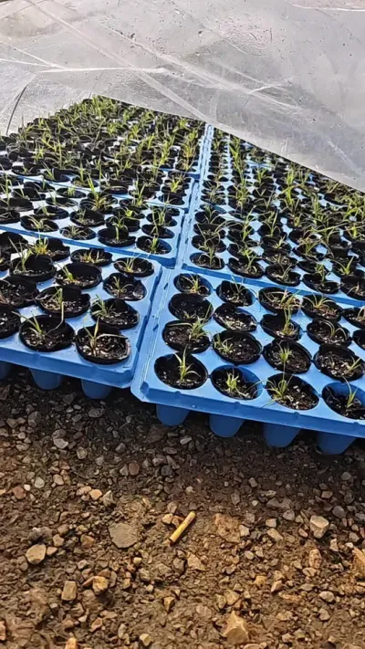 #农业种植 #三农 #三农种植 #优质种苗 #甘蔗苗