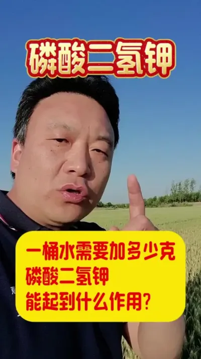 一桶水需要加多少克磷酸二氢钾，能起到什么作用。#磷酸二氢钾的使用