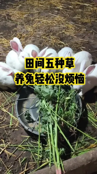 ������ֲ�����������û����#������ũ#��ֳ#����