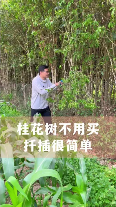 桂花树不用花钱买，剪根枝条就能扦插成活 #桂花 #花卉绿植 #养花小知识 #分享养花经验