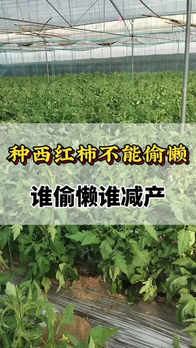 ͵˭͵˭#ũҵݪֲ #߲ݪֲ #ݪֲ