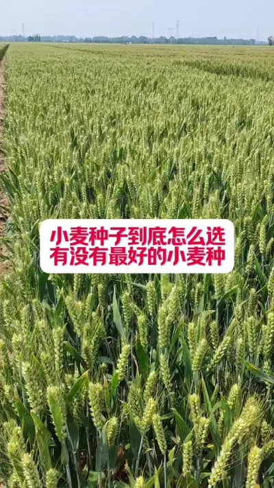 ôѡõС #ũҵƹ #Сݪֲ