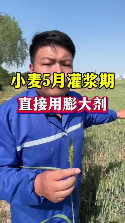 小麦5月灌浆期，直接打膨大剂！ #种植小技巧 #小麦膨大剂 #小麦种植 #苄氨烷醇