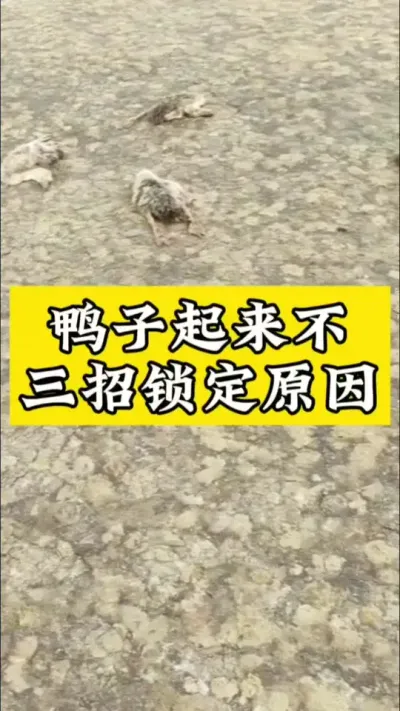 ѼԵԭ#ѧѼ #Ѽ #Ѽ #ѼС