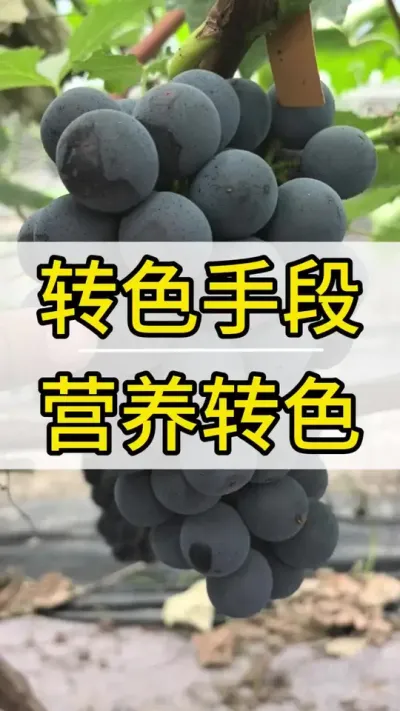 תɫս˵ #ݪֲ #ݪֲ  #õ  #תɫ #ݪֲС