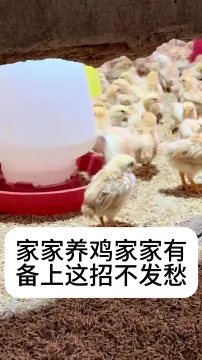 #养鸡#散养土鸡#科学养鸡#养鸡技术#养鸡妙招