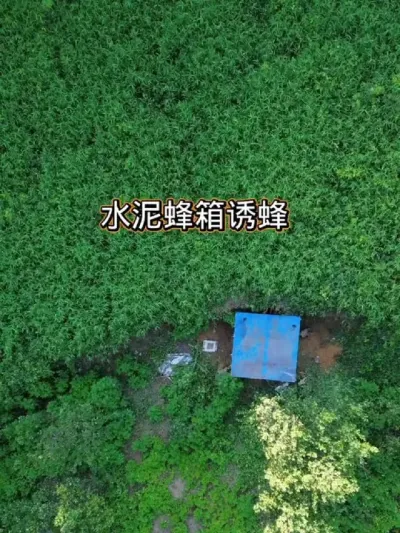 水泥蜂箱诱蜂 挖一个土洞加水泥蜂箱诱蜂#蜜蜂养殖 #我的乡村生活 #新农人计划2025