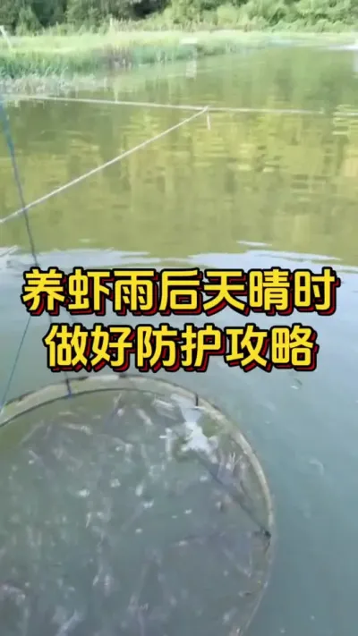 养虾雨后天晴时，做好防护攻略#养虾人 #对虾养殖 #南美白对虾 #嘉骏新水产 #嘉骏集团