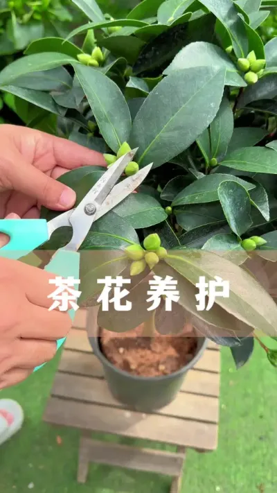 �������������ѰѲ軨����#�軨 #������ֲ #����С֪ʶ #������������