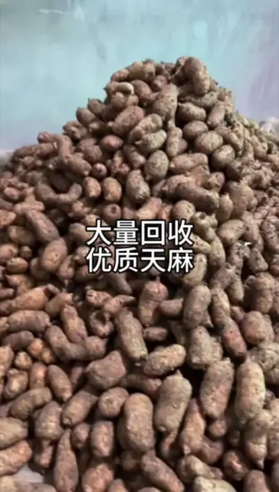 ڽ #ũݪֲ #ũ #ݪֲ @С