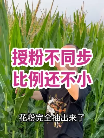 ڷ۲ С ƫ粥ܸĵ͹ڽˮǰ꣡#ũҵݪֲ